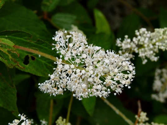 {Ceanothus americanus}